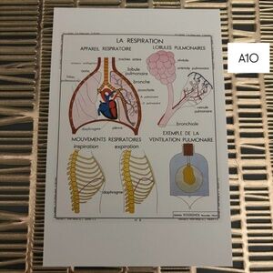 French Language Single Postcard Art - Vintage Anatomy - Respiratory System A10